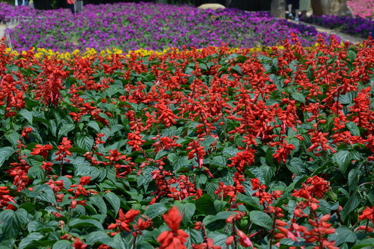紅花
