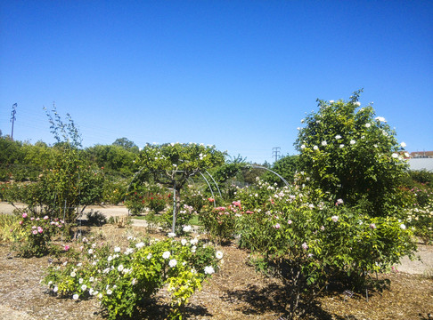 玫瑰花園
