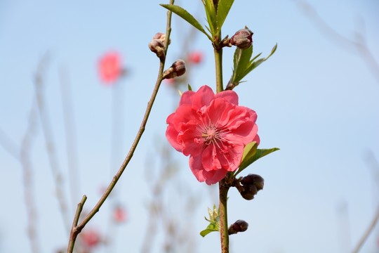 桃花