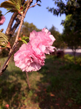 櫻花