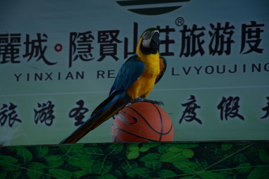 鸚鵡