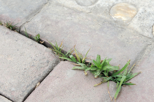 小草 夾縫生存