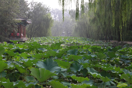 清華大學(xué)荷塘
