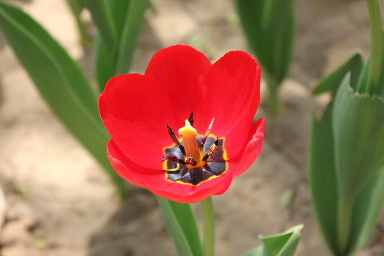 郁金香