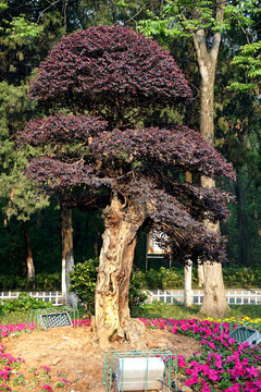 園林景觀樹(shù)