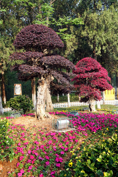 園林景觀樹(shù)