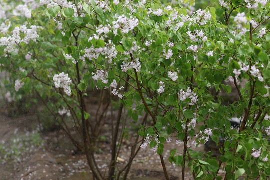 丁香