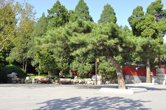 古樹