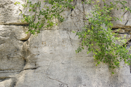 綠樹枝