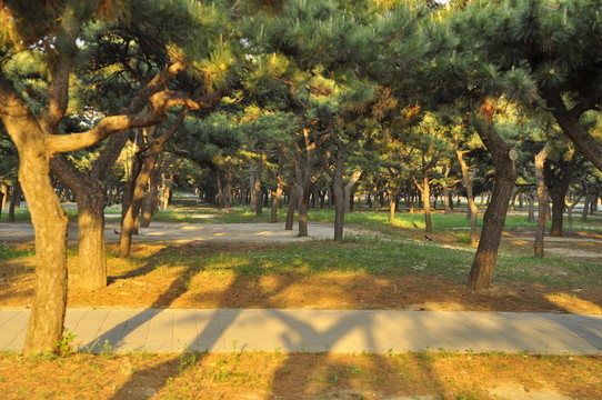 松樹(shù)林