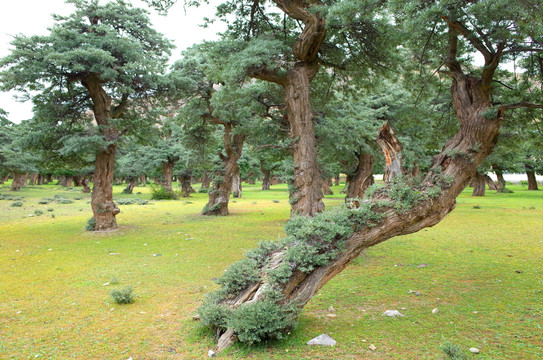西藏沙棘林