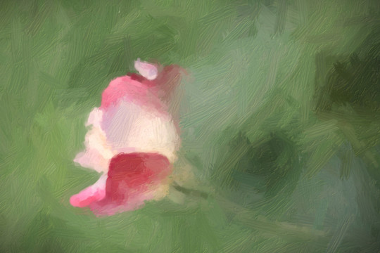 花兒 油畫