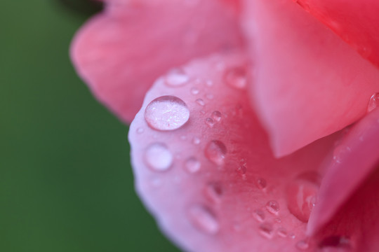 花瓣