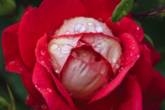 花蕾
