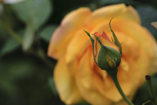 花蕾