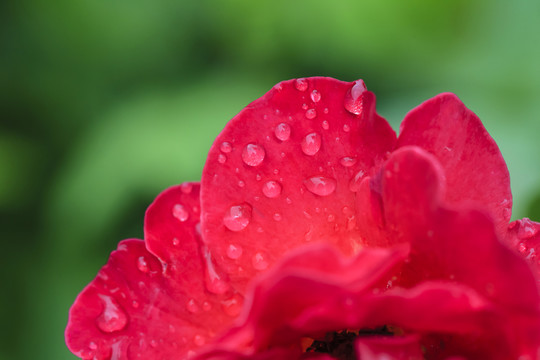 花瓣雨