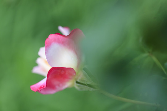花朵