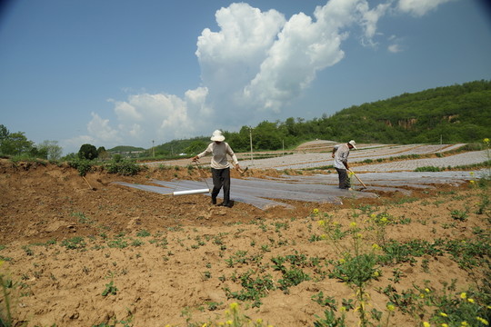 田野風(fēng)光