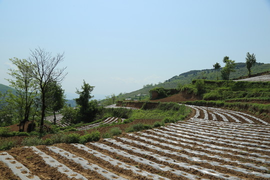 田野風(fēng)光