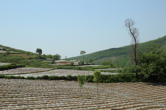 田園美景