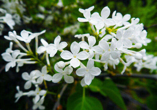 丁香花