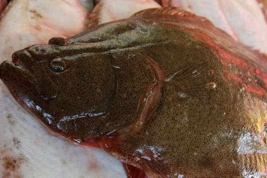 偏口魚(yú)