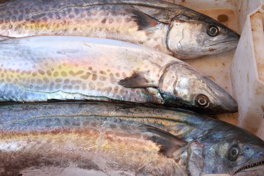 鮮鲅魚(yú)