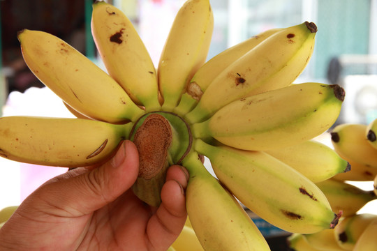 香蕉