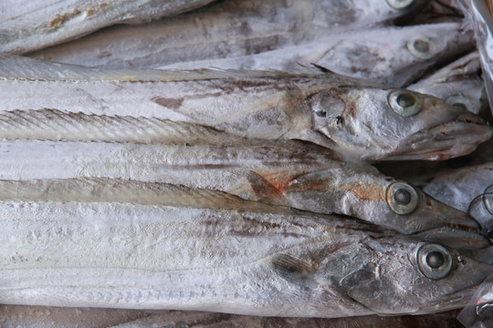 海刀魚(yú)