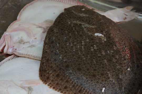 偏口魚