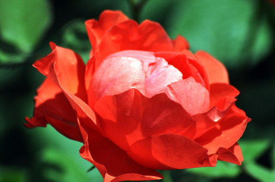 月季花