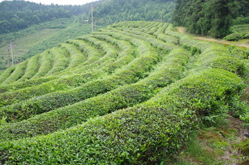 茶山