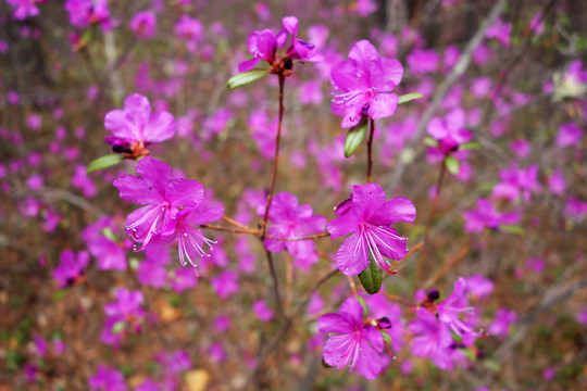 杜鵑花