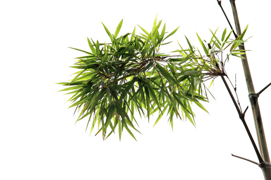 竹葉 竹枝