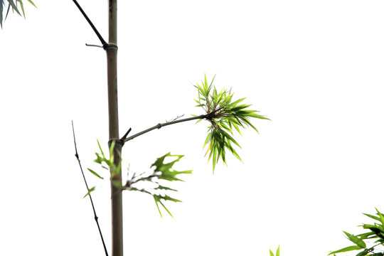 竹子圖片