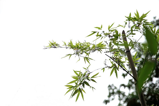 綠竹