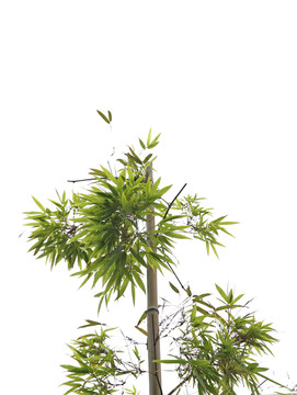 竹枝