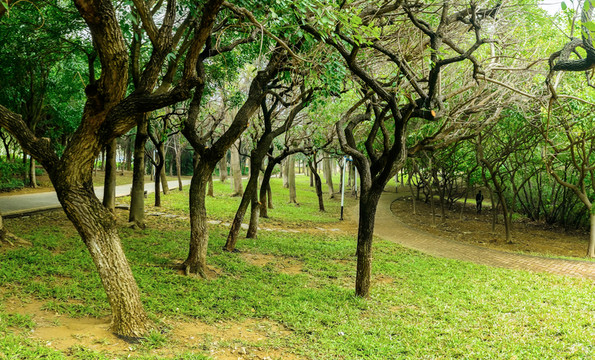 森林公園