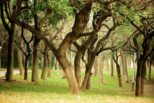南沙濱海公園樹(shù)林