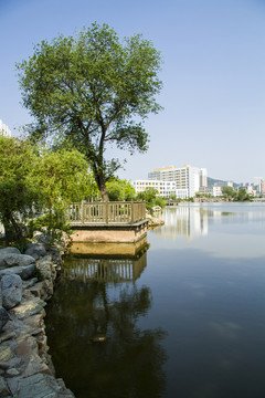 大樹