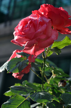 月季花