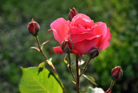 玫瑰花