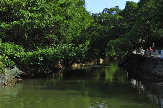 獨(dú)木成林