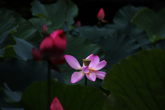 荷花