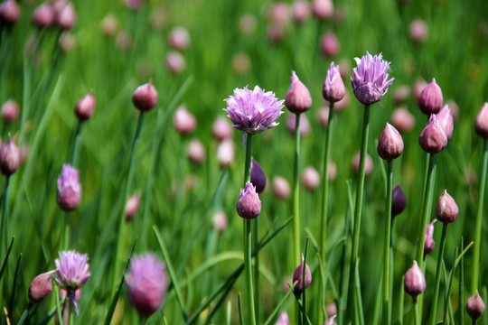 韭菜花