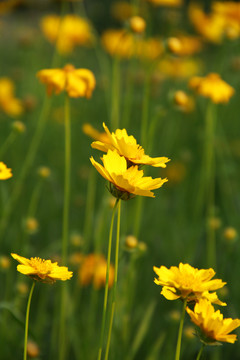 劍葉金雞菊
