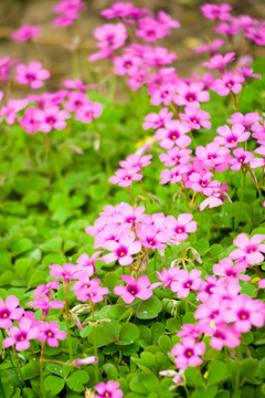四葉草花圃背景圖片