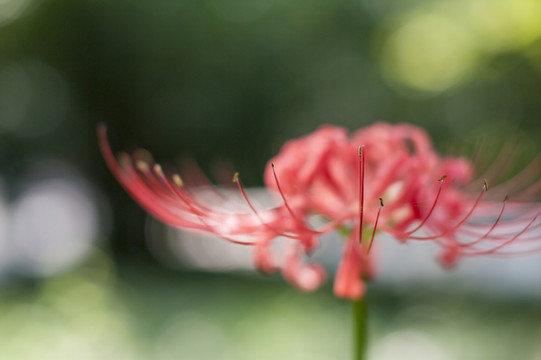 愛情之花