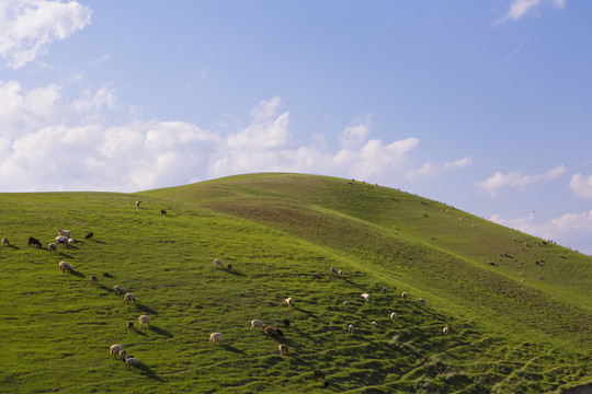 高山 牧場