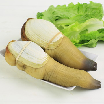 象拔蚌